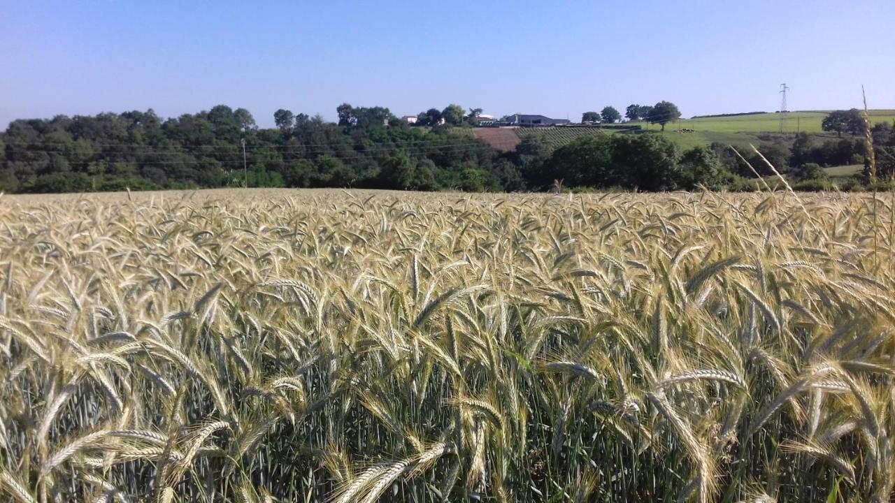 Chambres D'Hotes Vignes Et Loire Drain Eksteriør billede