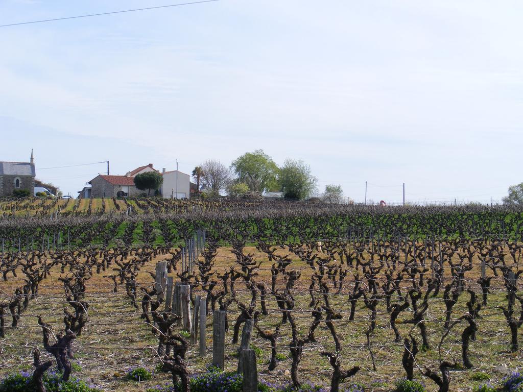Chambres D'Hotes Vignes Et Loire Drain Eksteriør billede